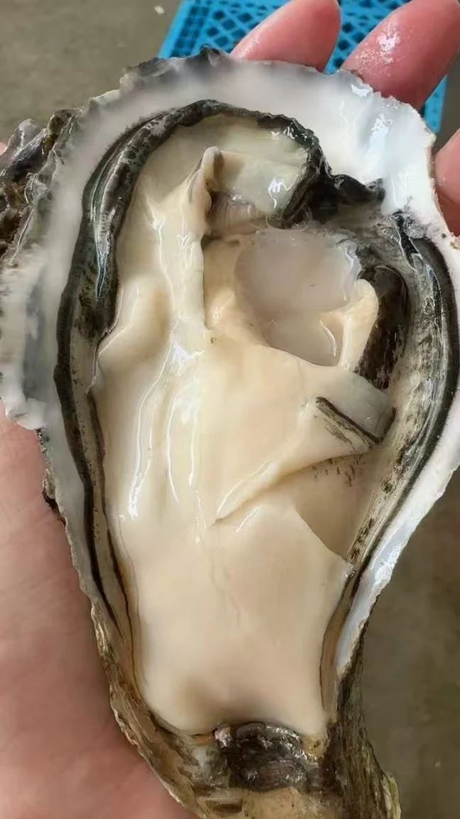 生蚝