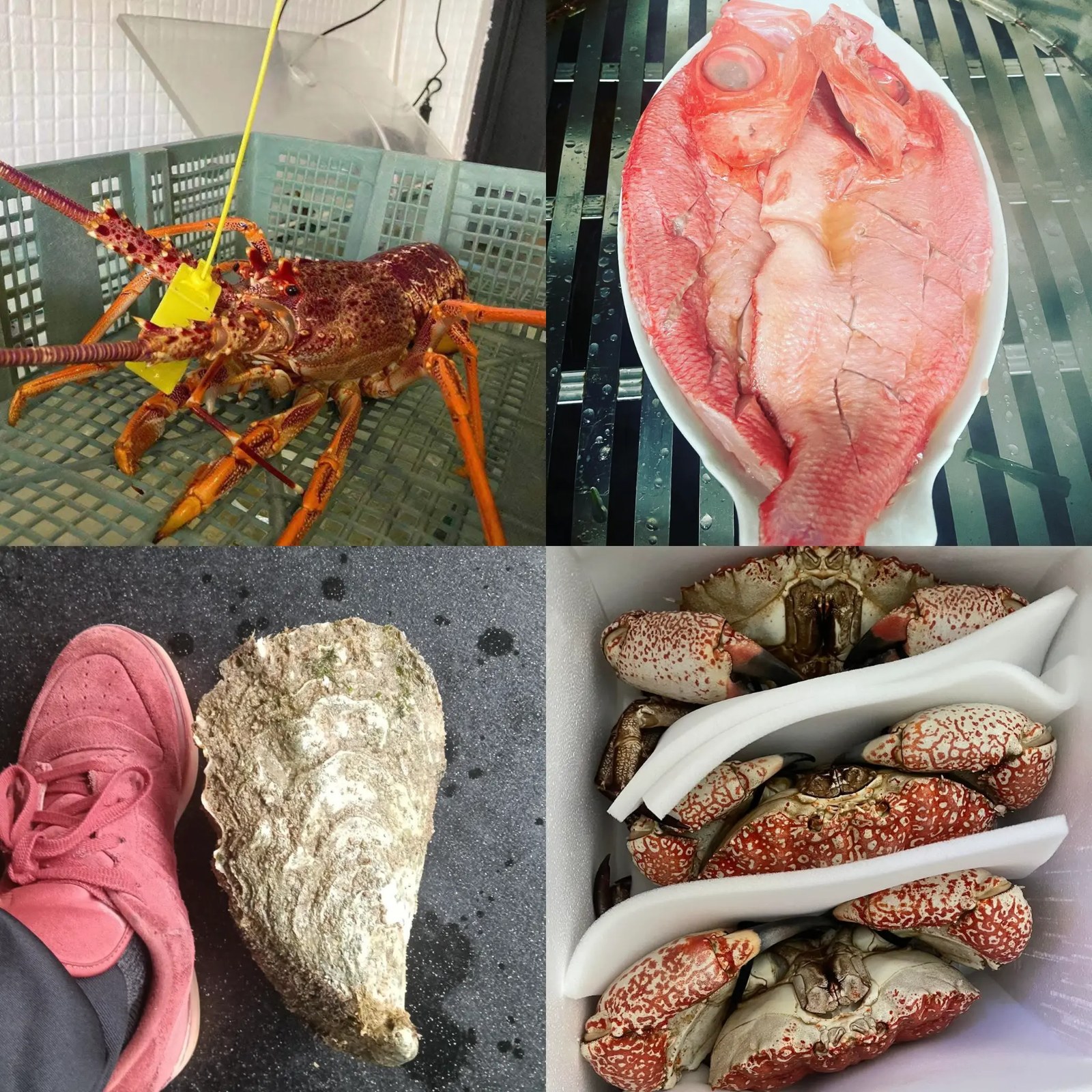 TAS Seafood sponsor gallery showing Tasmanian lobster, whole fish, giant oyster and crabs